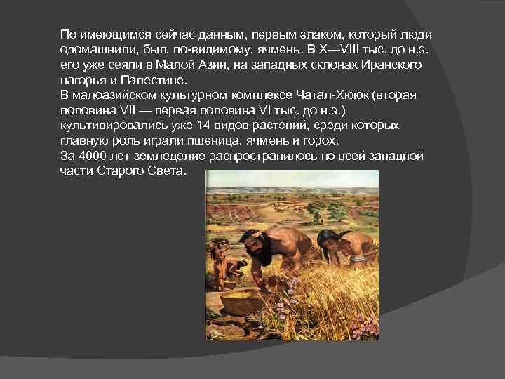 По имеющимся сейчас данным, первым злаком, который люди одомашнили, был, по-видимому, ячмень. В X—VIII