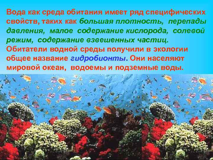 Определенная среда обитания. Водная среда обитания. Водная среда это в биологии. Вода как среда жизни. Водная среда обитания экология.