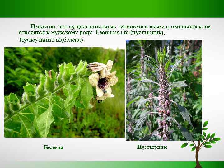Известно, что существительные латинского языка с окончанием us относятся к мужскому роду: Leonurus, i