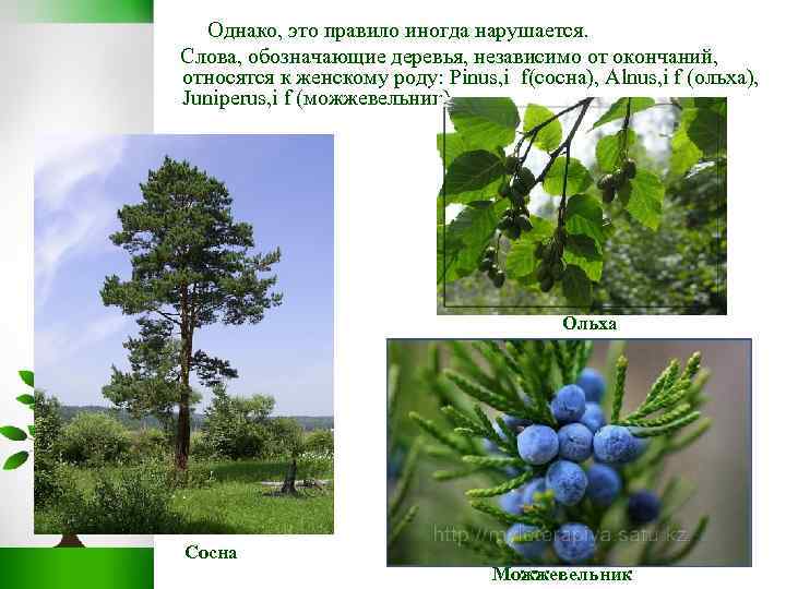  Однако, это правило иногда нарушается. Слова, обозначающие деревья, независимо от окончаний, относятся к