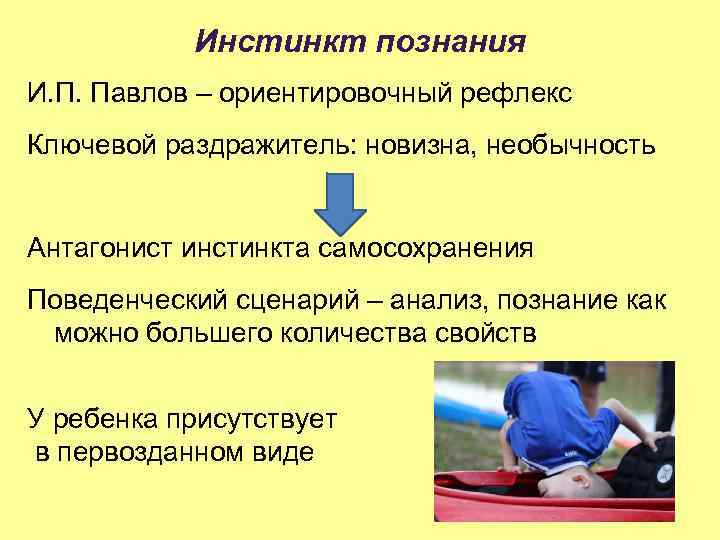 Инстинкт познания И. П. Павлов – ориентировочный рефлекс Ключевой раздражитель: новизна, необычность Антагонист инстинкта