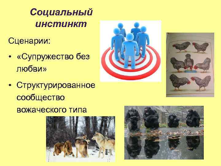Социальный инстинкт Сценарии: • «Супружество без любви» • Структурированное сообщество вожаческого типа 
