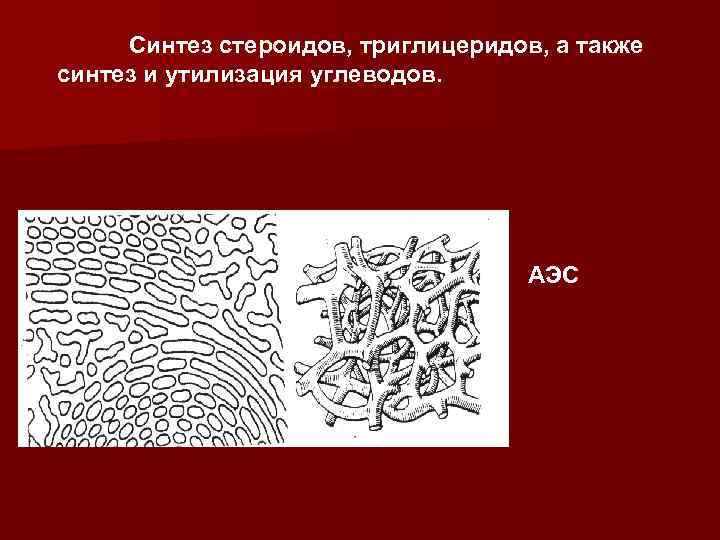 Синтез стероидов, триглицеридов, а также синтез и утилизация углеводов. АЭС 