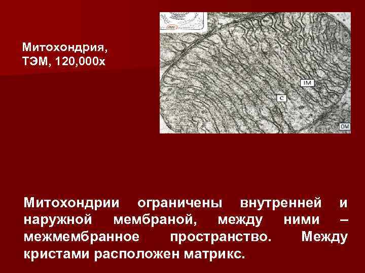 Митохондрия, TЭM, 120, 000 x Митохондрии ограничены внутренней и наружной мембраной, между ними –