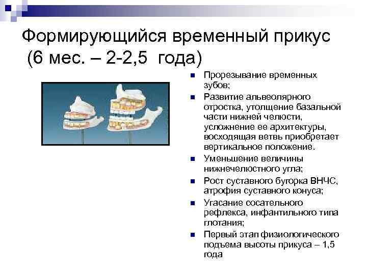 Формирующийся временный прикус (6 мес. – 2 -2, 5 года) n n n Прорезывание