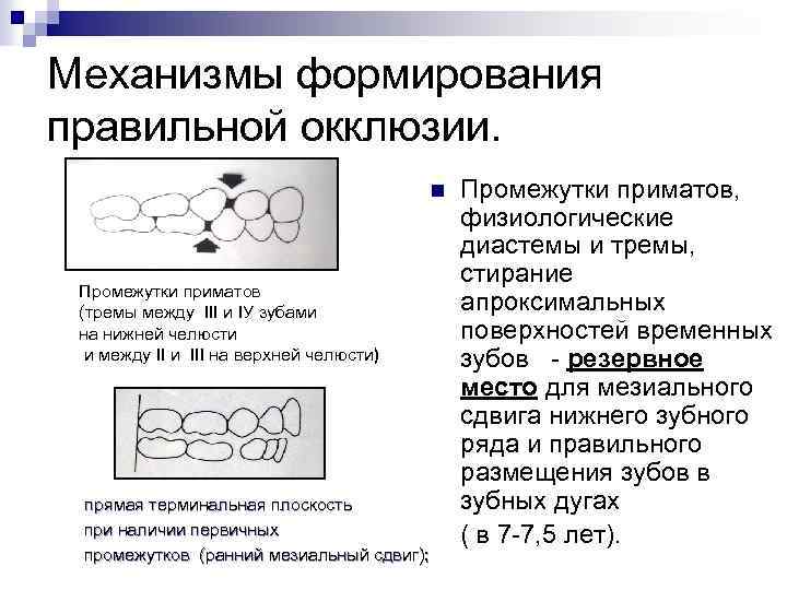 Механизмы формирования правильной окклюзии. n Промежутки приматов (тремы между III и IУ зубами на