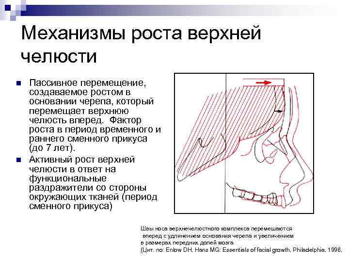 Механизмы роста верхней челюсти n n Пассивное перемещение, создаваемое ростом в основании черепа, который