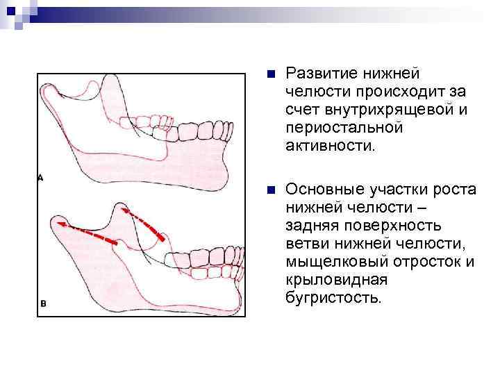 Кламмерная линия на нижней челюсти