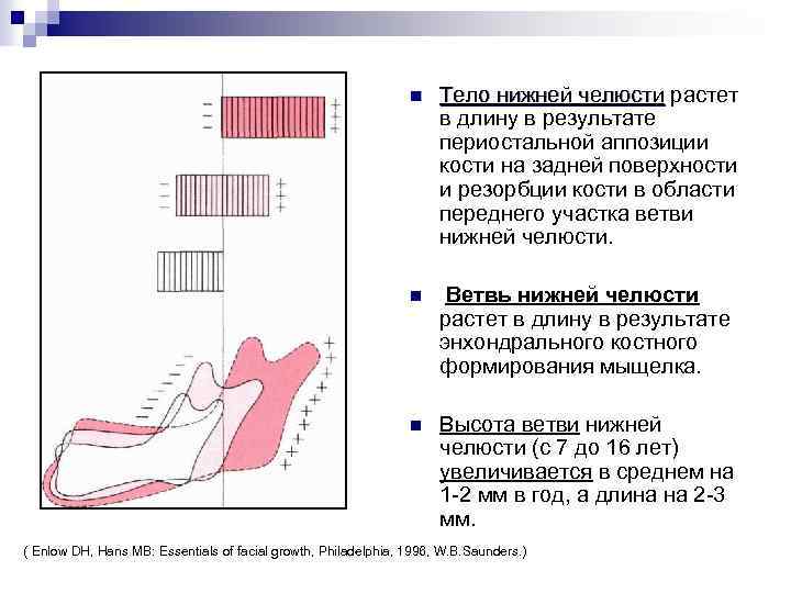 n Тело нижней челюсти растет в длину в результате периостальной аппозиции кости на задней