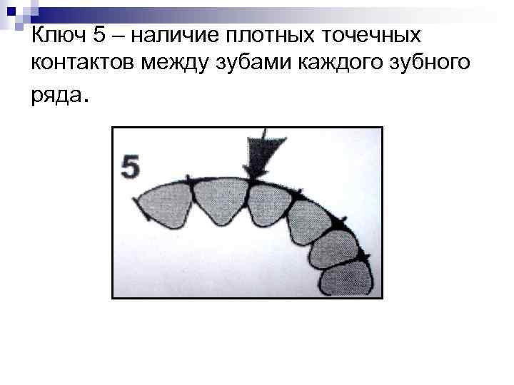 Плотный наличие. Понятие нормы и патологии в ортодонтии. Понятие о норме зуба. Понятие норма в ортодонтии. 10.Понятие о «норме» в ортодонтии..