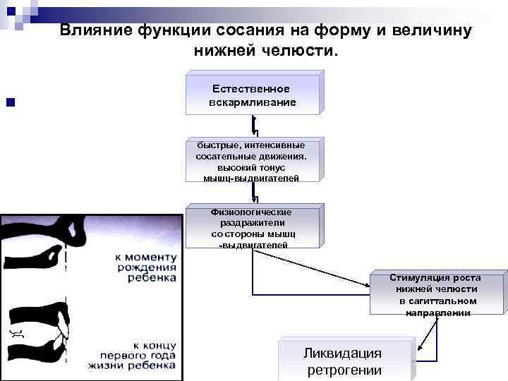 Влияние функции сосания на форму и величину нижней челюсти. n Естественное вскармливание быстрые, интенсивные