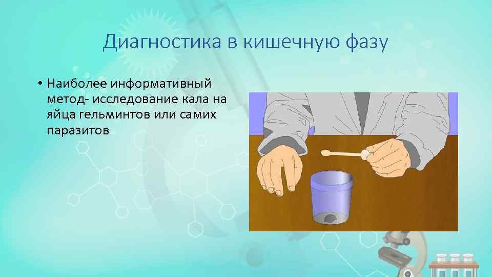 Диагностика в кишечную фазу • Наиболее информативный метод- исследование кала на яйца гельминтов или