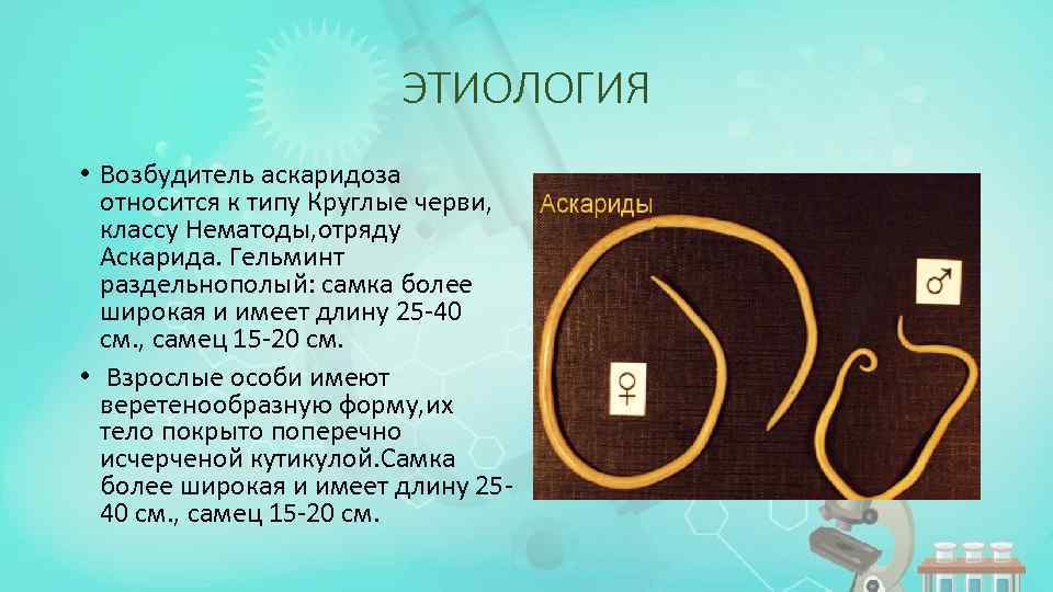 ЭТИОЛОГИЯ • Возбудитель аскаридоза относится к типу Круглые черви, классу Нематоды, отряду Аскарида. Гельминт