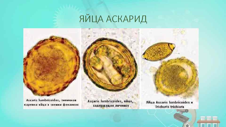 ЯЙЦА АСКАРИД 