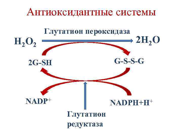 Антиоксидантные системы H 2 O 2 Глутатион пероксидаза 2 H 2 O 2 G-SH