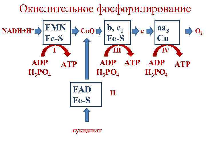 Окислительное фосфорилирование NADH+H+ FMN Fe-S b, c 1 Fe-S Co. Q I ADP H