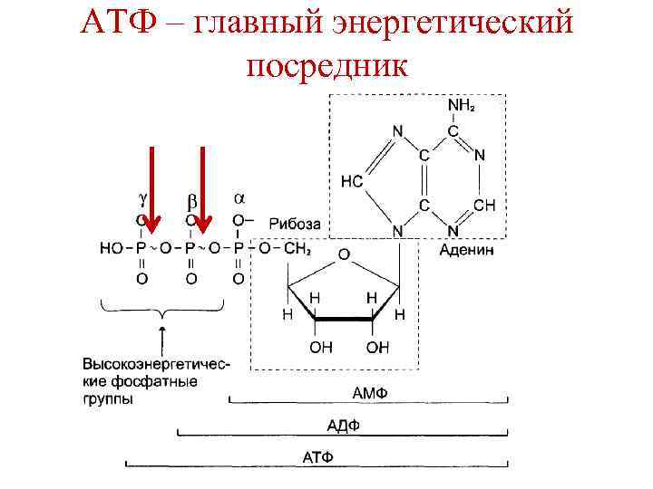 АТФ – главный энергетический посредник 