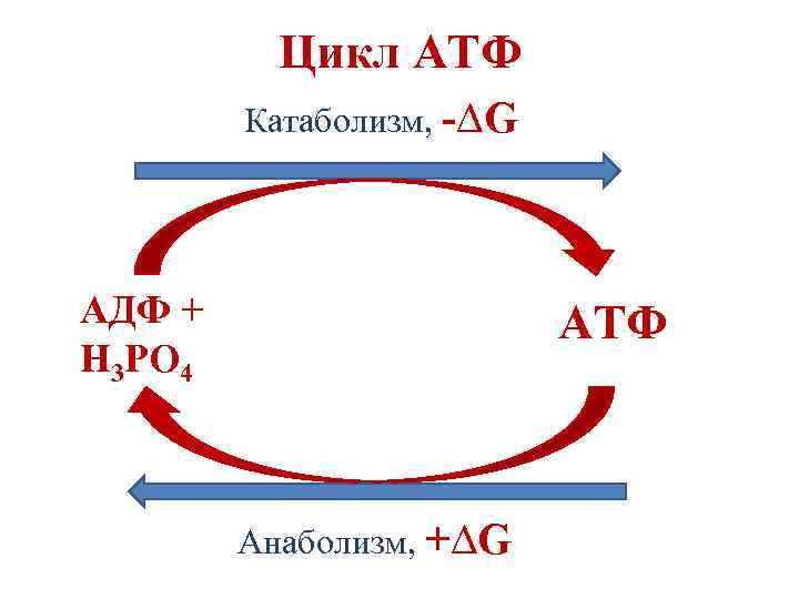 Цикл АТФ Катаболизм, -∆G АДФ + Н 3 РО 4 АТФ Анаболизм, +∆G 