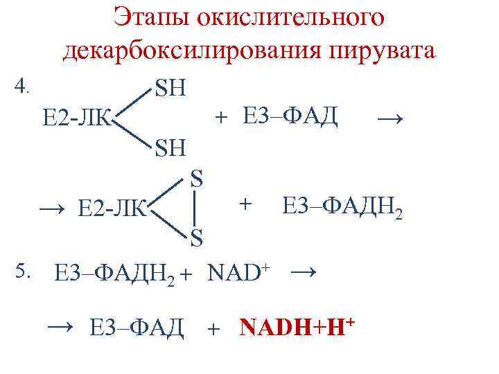 Этапы окислительного декарбоксилирования пирувата 4. SН + Е 3–ФАД Е 2 -ЛК → SH