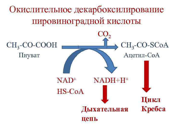 Окислительное декарбоксилирование пировиноградной кислоты CO 2 CH 3 -CO-COOH CH 3 -CO-SCo. A Ацетил-Со.