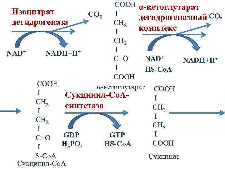 COOH α-кетоглутарат Изоцитрат I CO 2 дегидрогеназный CO 2 дегидрогеназа CH 2 комплекс I