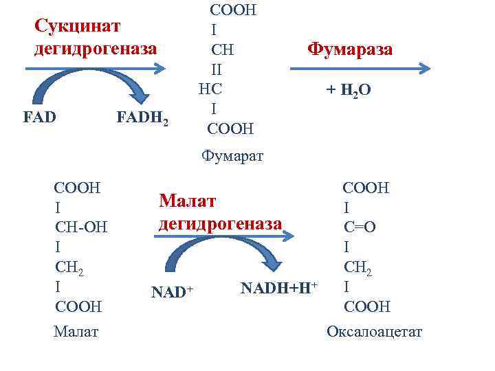 Сукцинат дегидрогеназа FADH 2 COOH I CH II HC I CООН Фумараза + H