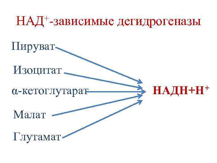 НАД+-зависимые дегидрогеназы Пируват Изоцитат α-кетоглутарат Малат Глутамат НАДН+Н+ 