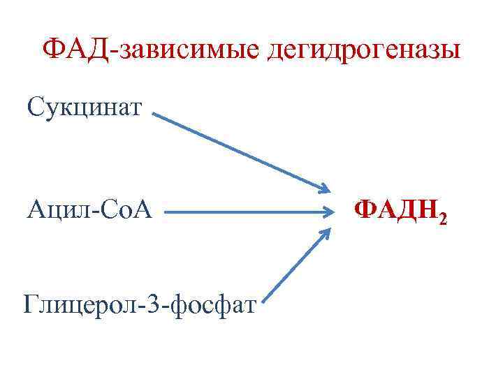 ФАД-зависимые дегидрогеназы Сукцинат Ацил-Со. А Глицерол-3 -фосфат ФАДН 2 