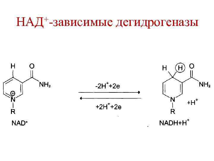 НАД+-зависимые дегидрогеназы 