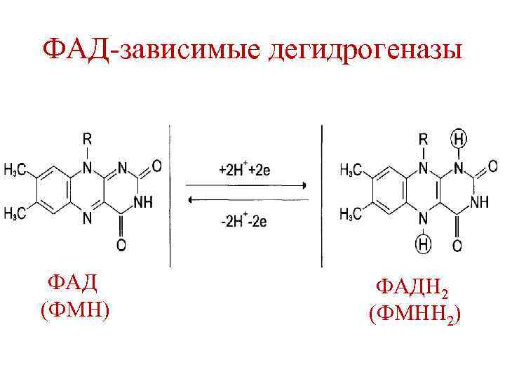 ФАД-зависимые дегидрогеназы ФАД (ФМН) ФАДН 2 (ФМНН 2) 