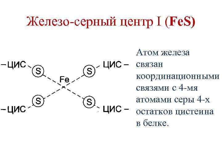 Железо-серный центр I (Fe. S) Атом железа связан координационными связями с 4 -мя атомами