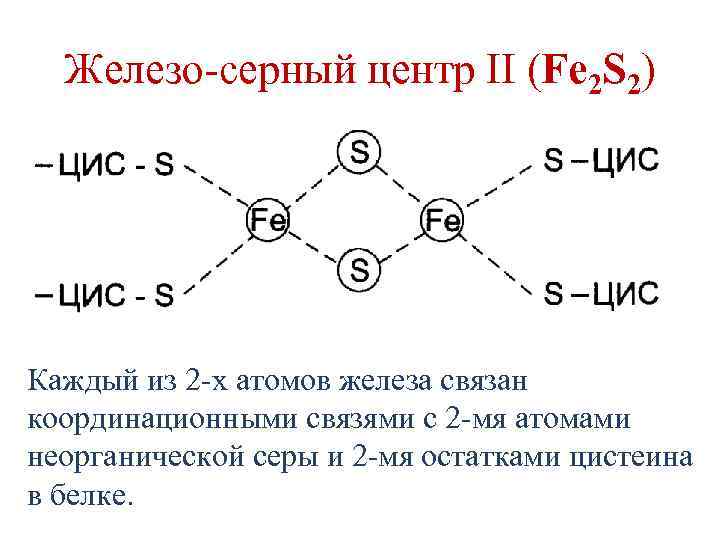 Железо-серный центр II (Fe 2 S 2) Каждый из 2 -х атомов железа связан