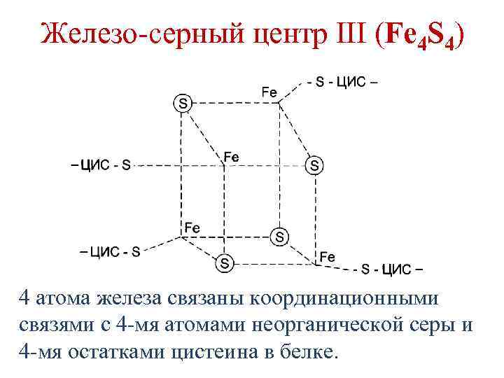 Железо-серный центр III (Fe 4 S 4) 4 атома железа связаны координационными связями с