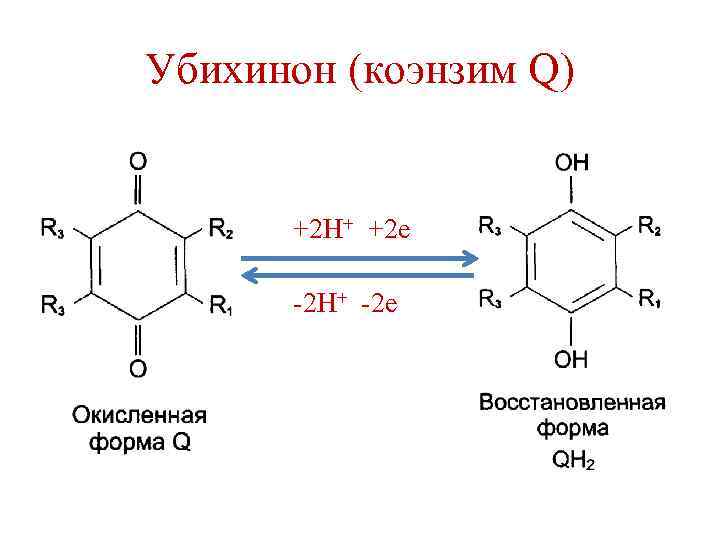 Убихинон (коэнзим Q) +2 Н+ +2 е -2 Н+ -2 е 