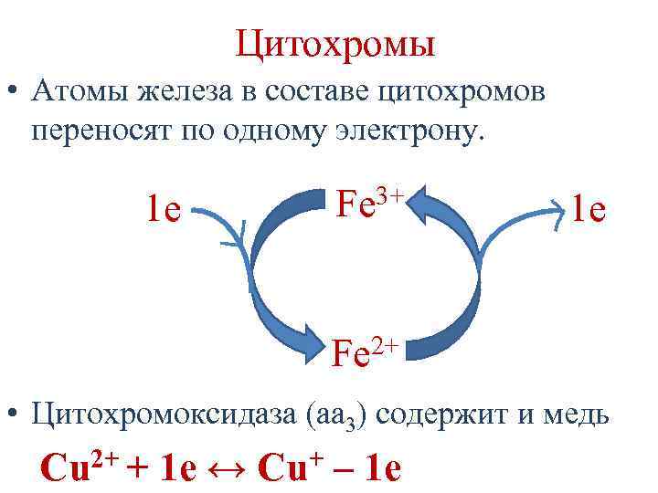 Цитохромы • Атомы железа в составе цитохромов переносят по одному электрону. 1 e 3+