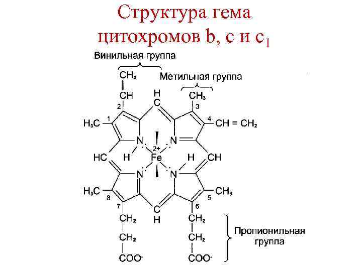 Структура гема цитохромов b, c и c 1 