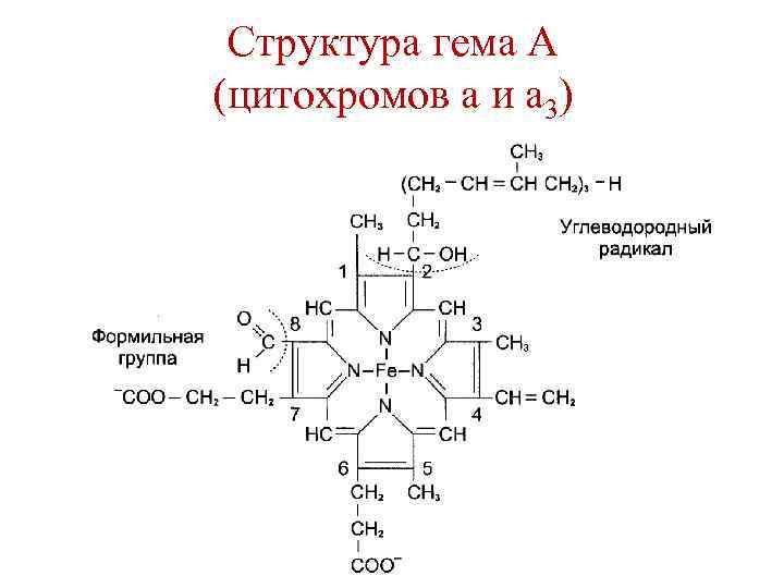 Цитохромоксидаза схема строения