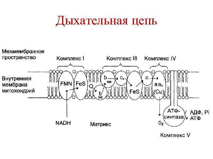 Схема полной дыхательной цепи