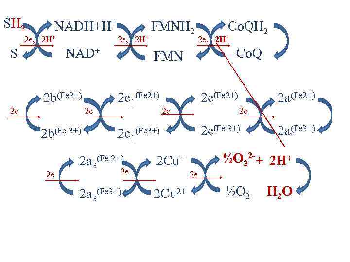 SH 2 NADH+H+ 2 e, 2 H+ S 2 e, 2 H+ NAD+ 2