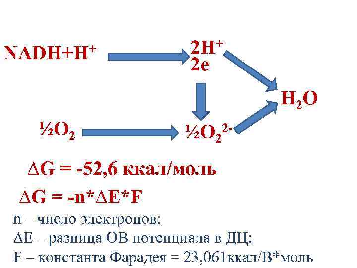 NADH+H+ 2 e H 2 O ½O 22 - ∆G = -52, 6 ккал/моль