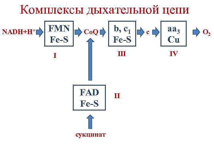 Комплексы дыхательной цепи NADH+H+ FMN Fe-S Co. Q b, c 1 Fe-S III I