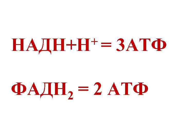 += НАДН+Н 3 АТФ ФАДН 2 = 2 АТФ 