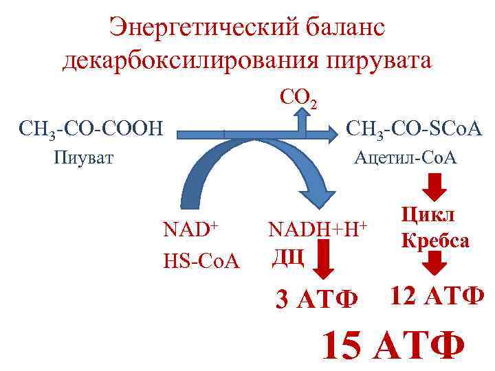 Цикл кребса атф