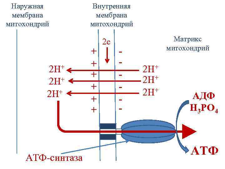 Атф синтаза в митохондрии