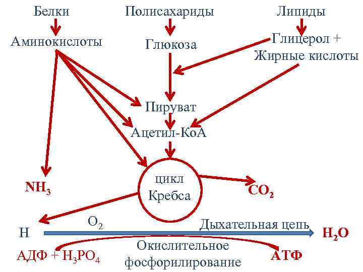 Белки Полисахариды Аминокислоты Глюкоза Липиды Глицерол + Жирные кислоты Пируват Ацетил-Ко. А цикл Кребса