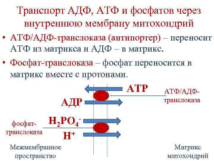 Транспорт АДФ, АТФ и фосфатов через внутреннюю мембрану митохондрий • АТФ/АДФ-транслоказа (антипортер) – переносит