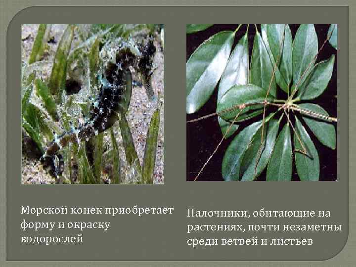 Морской конек приобретает форму и окраску водорослей Палочники, обитающие на растениях, почти незаметны среди