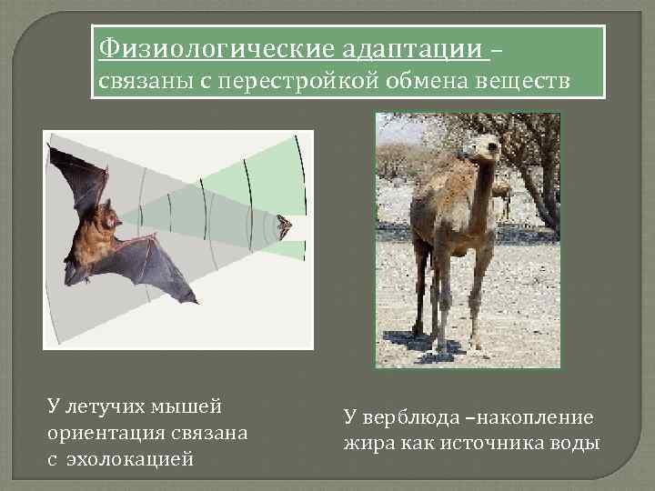 Физиологические адаптации – связаны с перестройкой обмена веществ У летучих мышей ориентация связана с