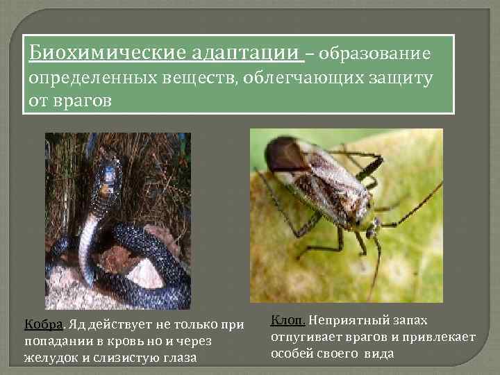 Биохимические адаптации – образование определенных веществ, облегчающих защиту от врагов Кобра. Яд действует не
