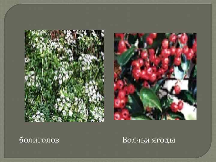 болиголов Волчьи ягоды 